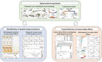 Conservation effects of transboundary protected areas on mitigating anthropogenic pressure across China's borders