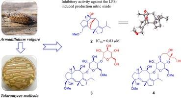 Talarmalnoids A–F: Fusicoccane diterpenoids from an arthropod-derived endophytic fungus Talaromyces malicola