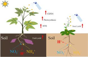 Foliar application of carbon dots enhances nitrogen uptake and assimilation through CEPD1-dependent signaling in plants