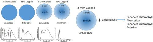 Manipulation of defect state emission in Zn chalcogenide quantum dots and their effects on chlorophyll spectral response