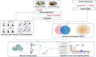 Exploration of the key active ingredients and mechanisms of Sparganii Rhizoma-Curcumae Rhizoma compatible formulation against human colorectal cancer through network pharmacology and in vitro experiments