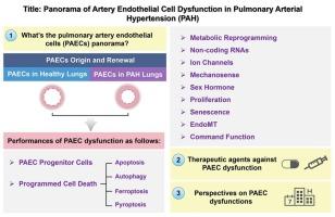 Panorama of artery endothelial cell dysfunction in pulmonary arterial hypertension