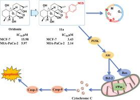 H2S-releasing oridonin derivatives with improved antitumor activity by inhibiting the PI3K/AKT pathway