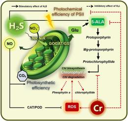 Up-regulation of nitrogen metabolism and chlorophyll biosynthesis by hydrogen sulfide improved photosystem photochemistry and gas exchange in chromium-contaminated bean (Phaseolus vulgaris L.) plants