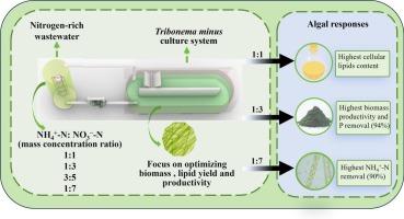 Impact of the NH4+/NO3− ratio on growth of oil-rich filamentous microalgae Tribonema minus in simulated nitrogen-rich wastewater