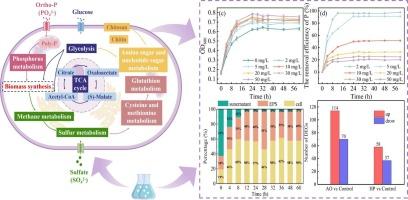 Phosphorus recovery from domestic wastewater via Candida tropicalis: Performance and mechanism