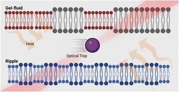 Mechanical characterization of freestanding lipid bilayers with temperature-controlled phase†