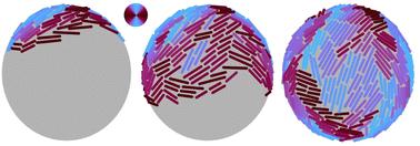 Strain rate controls alignment in growing bacterial monolayers