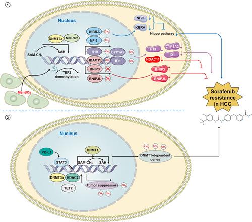 Comprehensive review and updated analysis of DNA methylation in hepatocellular carcinoma: From basic research to clinical application