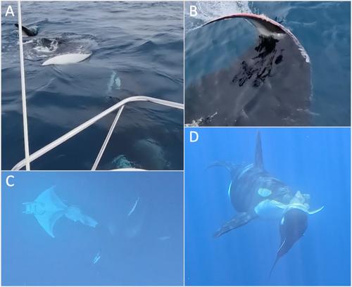 Killer Whale Predation on a Giant Manta Ray (Mobula birostris), a Sicklefin Devil Ray (Mobula tarapacana) and a Tiger Shark (Galeocerdo cuvier) in the Southwest Indian Ocean