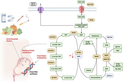 Higher Incidence of Common Polymorphisms in the Genes of Folate and Methionine Cycles in Children With Orofacial Clefs and Congenital Heart Defects Compared to their Unaffected Siblings