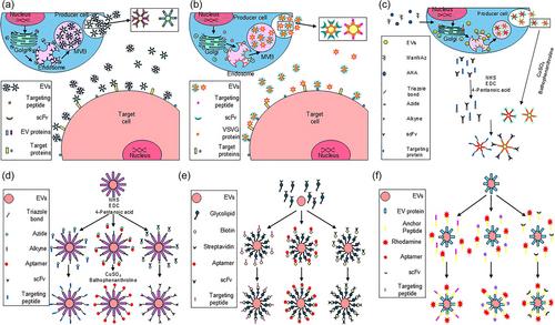 Mechanisms of extracellular vesicle uptake and implications for the design of cancer therapeutics