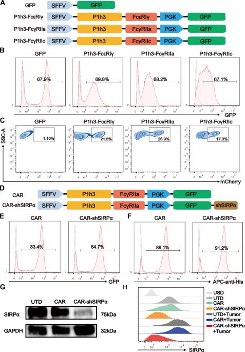 Silencing of SIRPα enhances the antitumor efficacy of CAR-M in solid tumors