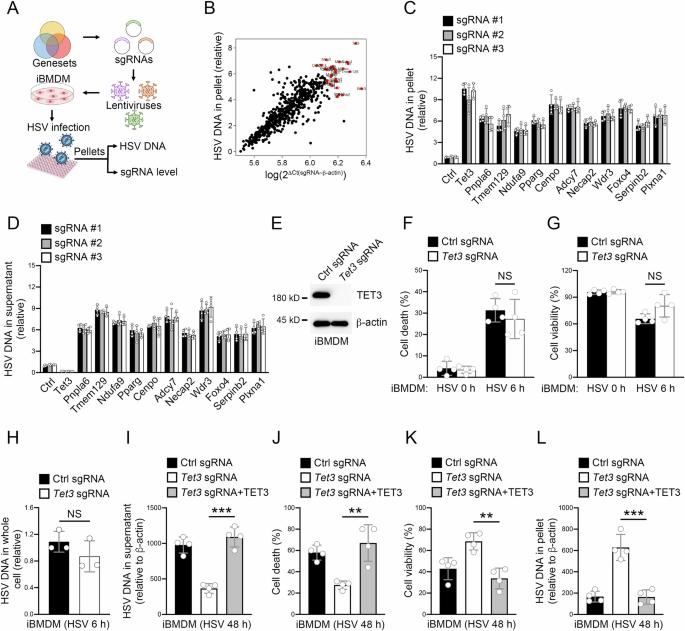 The TET3 inflammasome senses unique long HSV-1 proteins for virus particle budding from the nucleus