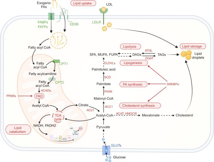 Regulation of CD8+ T cells by lipid metabolism in cancer progression