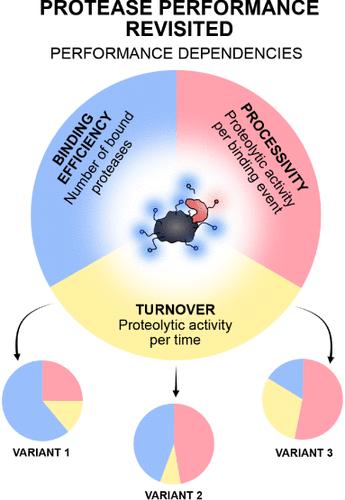 Proteolytic Performance Is Dependent on Binding Efficiency, Processivity, and Turnover: Single Protease Insights