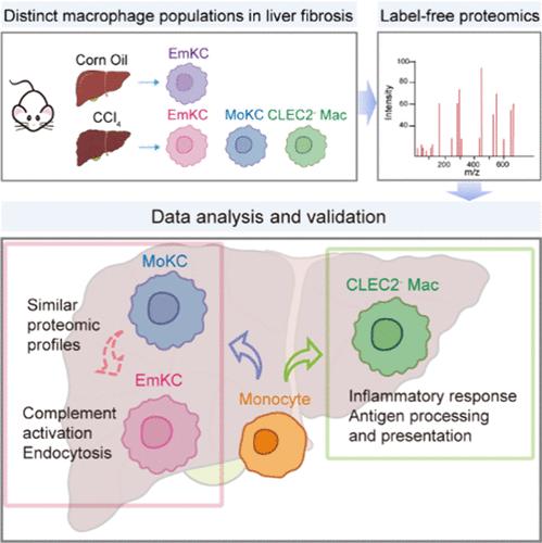 In-Depth Proteomic Analysis Reveals Phenotypic Diversity of Macrophages in Liver Fibrosis