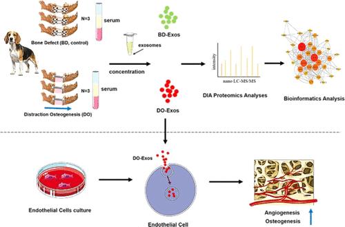 Characterization of the Angiogenic and Proteomic Features of Circulating Exosomes in a Canine Mandibular Model of Distraction Osteogenesis