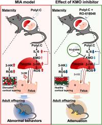 Maternal immune activation induces neurodevelopmental impairments of adult offspring through alterations in tryptophane-kynurenine pathway in the placenta