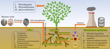 Biochar assisted bioremediation of soils with combined contamination of petroleum hydrocarbons and heavy metals: A review