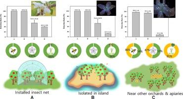 Dissemination of phosphorescent microbial agents by honey bees (Apis mellifera L.) in apple orchards