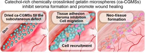 Catechol-rich gelatin microspheres as restorative medical implants intended for inhibiting seroma formation and promoting wound healing