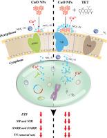 The impairment of joint tetracycline and copper oxide nanoparticle exposure on activated sludge