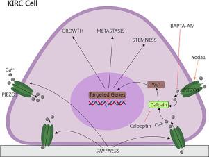 PIEZO1 mediates matrix stiffness-induced tumor progression in kidney renal clear cell carcinoma by activating the Ca2+/Calpain/YAP pathway