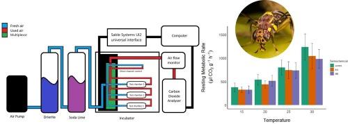 The effects of diet and semiochemical exposure on male Bactrocera dorsalis (Hendel) (Diptera: Tephritidae) metabolic rate at a range of temperatures