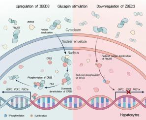 ZBED3 exacerbates hyperglycemia by promoting hepatic gluconeogenesis through CREB signaling