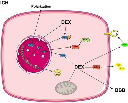 Progress on the Mechanisms and Neuroprotective Benefits of Dexmedetomidine in Brain Diseases