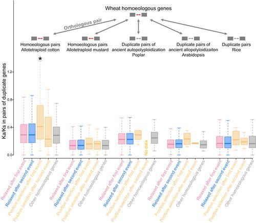 Decrease in purifying selection pressures on wheat homoeologous genes: tetraploidization versus hexaploidization