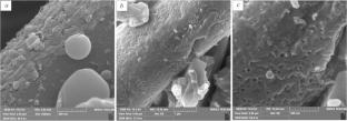 Production of Pressed Porous Glass-Ceramic Carbon Fiber Biocomposites for Medical Applications