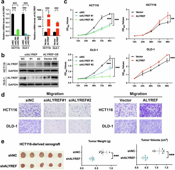 ALYREF recruits ELAVL1 to promote colorectal tumorigenesis via facilitating RNA m5C recognition and nuclear export