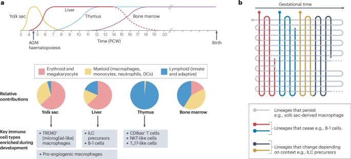 Decoding the human prenatal immune system with single-cell multi-omics