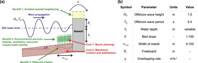 Marsh restoration in front of seawalls is an economically justified nature-based solution for coastal protection