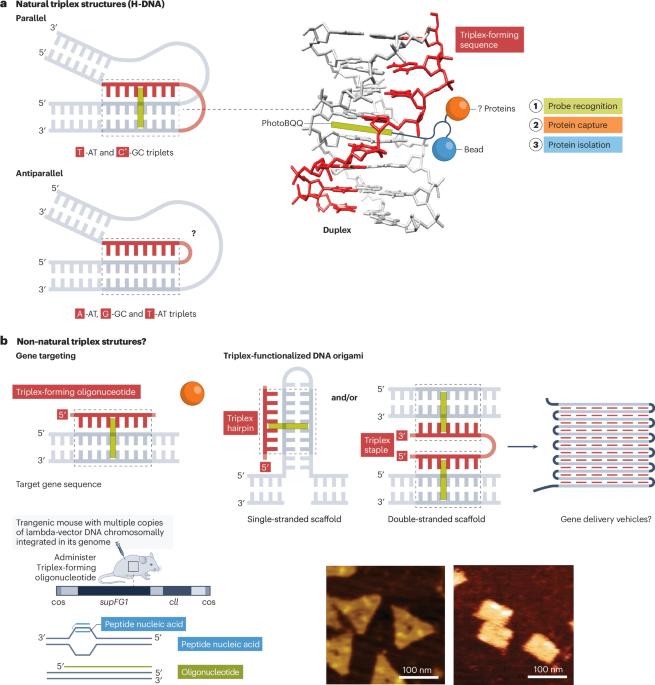 A third strand for protein–DNA interactions