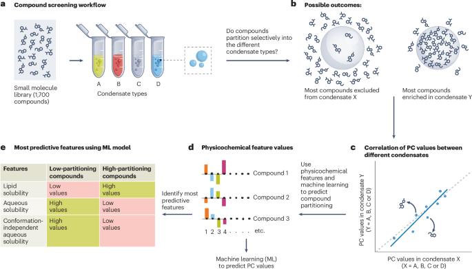 Properties governing small-molecule partitioning into biomolecular condensates