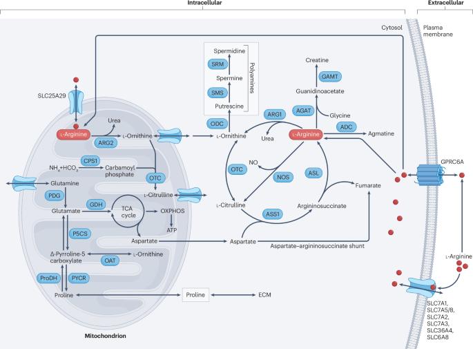 The roles of arginases and arginine in immunity