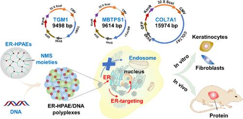 Endoplasmic Reticulum-Targeting Highly Branched Poly(β-amino ester)s for Skin Gene Delivery