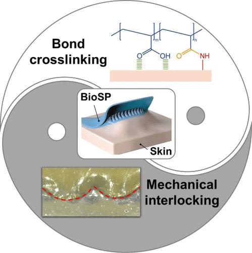 Sweat-Enhanced Self-Adhesive Double-Network Hydrogel for Dynamic Skin Electrophysiology