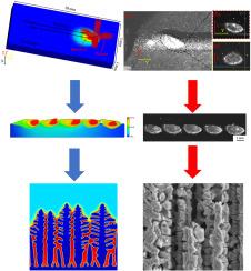 Microscopic scale analysis of the dynamic changes of the melt pool and the evolution of dendritic structure during L-DED of GH3536 alloy