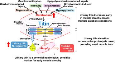 Urinary titin as an early biomarker of skeletal muscle proteolysis and atrophy in various catabolic conditions