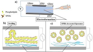 Electroformation and characterization of soybean protein isolate hydrolysates-modified liposomes