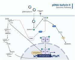 The effect of pDNA-Buforin II on the expression changes of lncRNAs PCA3, PCAT1, PRNCR1, GAS5 in prostate cancer