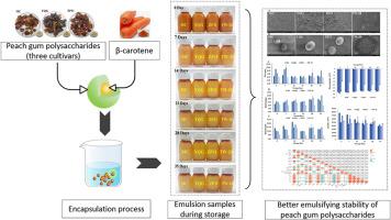 Exploring the potential of peach gum polysaccharides in β-carotene emulsions encapsulation during storage