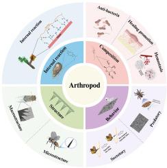 Advances in arthropod-inspired bionic materials for wound healing