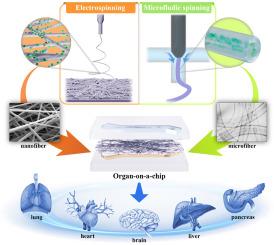 Micro- and nano-fibers for organ-on-a-chip: Construction, applications, and prospects