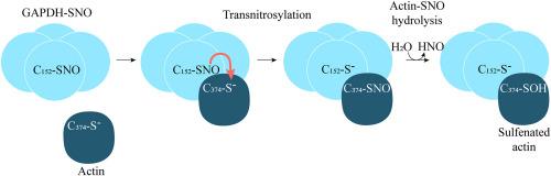 Binding of glyceraldehyde-3-phosphate dehydrogenase to G-actin promotes the transnitrosylation reaction