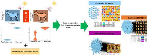 Deciphering the molecular mechanisms of heat stress tolerance in goats: Insights from transcriptome and Gene Co-expression analysis